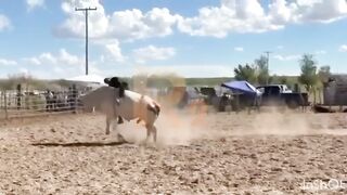 Man Dies After Being Stomped By White Bull In Mexico
