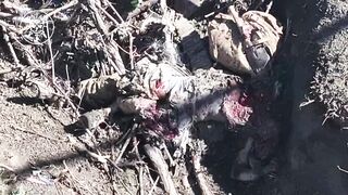 UKRAINE DEATH COMP CLXXIV