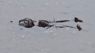 USA: A body floating in the Willamette river in downtown Portland