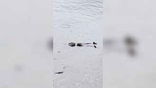 USA: A body floating in the Willamette river in downtown Portland