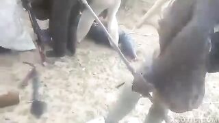 CLASSIC Atrocities Of War In Mali Africa