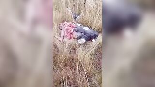 Zimbabwean businessman Chivayo, close to ruling elite, killed in helicopter crash
