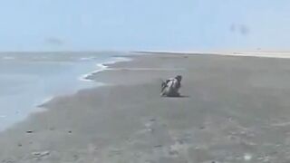 Yemeni Soldiers Film Themselves Crushing Fleeing Houthi Rebels