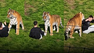 Tiger kills Man who jumped into its enclosure at wildlife park in Yorkshire UK