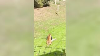 Tiger kills Man who jumped into its enclosure at wildlife park in Yorkshire UK