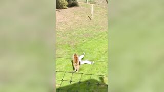 Tiger kills Man who jumped into its enclosure at wildlife park in Yorkshire UK