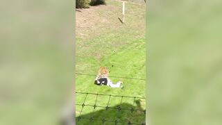Tiger kills Man who jumped into its enclosure at wildlife park in Yorkshire UK