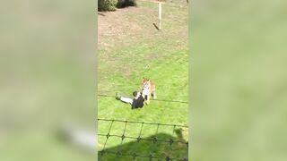 Tiger kills Man who jumped into its enclosure at wildlife park in Yorkshire UK
