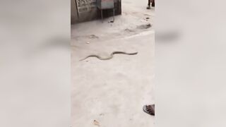 Snake Rescuer Bitten By Cobra During Filming Reel, Died Hours Later