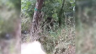 Azov recon cleared forest, and captured at least three katsaps in Donetsk region