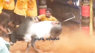 brutal bull attack