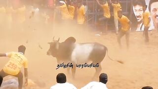 brutal bull attack