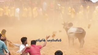 brutal bull attack