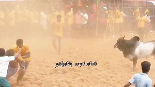 brutal bull attack