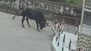 80-Year-Old Man Dies Following Bull Attack In India