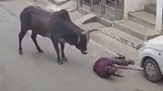 Elderly Man Attacked, Seriously Injured By Stray Bull In India