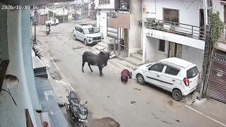 Elderly Man Attacked, Seriously Injured By Stray Bull In India