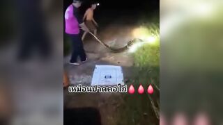 Man Bleeding After Being Bitten By Python in Thailand