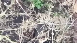 Two more Russhits have committed suicide.