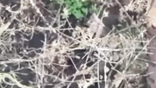 Two more Russhits have committed suicide.
