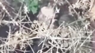Two more Russhits have committed suicide.