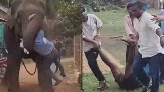 Mahout Seriously Injured During Angry Elephant Attack