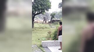 Mahout Seriously Injured During Angry Elephant Attack