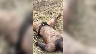 Victim Of Ruthless Murder Discovered In The Dirt