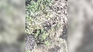 Two dirty katsaps dying from butthurt being droned by single FPV