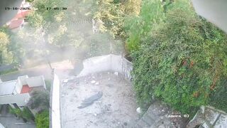 Mexico Tesla Masterclass: When "Autopilot" Means Straight Into a Backyard Demolition