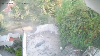 Mexico Tesla Masterclass: When "Autopilot" Means Straight Into a Backyard Demolition