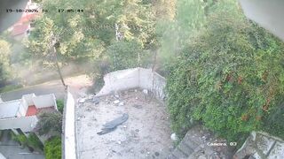 Mexico Tesla Masterclass: When "Autopilot" Means Straight Into a Backyard Demolition