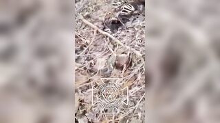 MANY MUMMIFIED UKRANIAN SOLDIERS IN UKRAINE