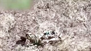 UKRAINIAN SOLDIER SHREDDED BY DRONE