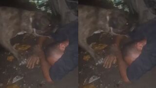 He Tried To Steal From A Workshop, But Met A Huge Dog Instead