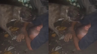 He Tried To Steal From A Workshop, But Met A Huge Dog Instead