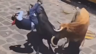 He Never Saw The Second Bull Coming