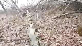 Wild Boar Safari