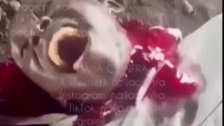 Rival slaughtered by the BLACK AXE GANG MEMBERS