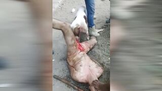 Damn, don't mess with these guys. (compilation)
