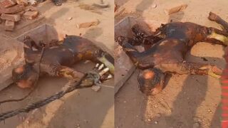 Just Leave Him There !