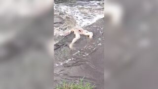 Missing Woman Is Found By Locals Drowned In The River