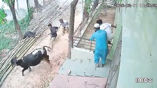 Woman Dies After Being Gored By Bull