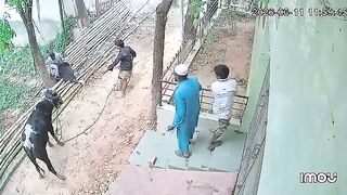 Woman Dies After Being Gored By Bull