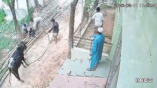 Woman Dies After Being Gored By Bull