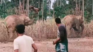 Man Ragdolled By Angry Elephant