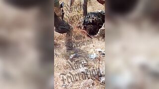 CJNG Gunmen Finish Off Dying Rival on the Ground with Dozens of Rifle Rounds