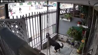 Gang Chase Ends in Savage Beating and Point-Blank Headshot