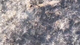 Poor Ukrop ends up with his ass disintegrated.