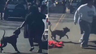 Woman Mauled by Dog in Shocking NYC Street Attack as Bystanders Record Video